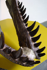 Prehistorie