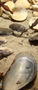 Schelpen