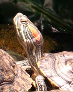 schildpad
