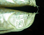 Vis