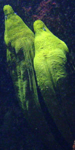 Vis