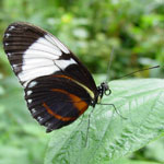 Vlinder