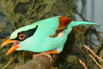 Vogel