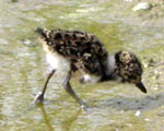 Vogel