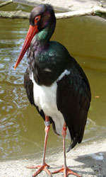 Vogel