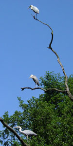 Vogel