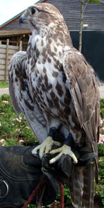 Vogel