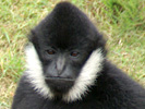 Aap 1