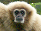 Aap 7