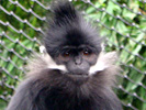 Aap 9