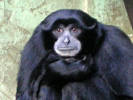 Aap 3