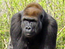Aap 5
