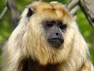 Aap 7