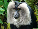 Aap 8