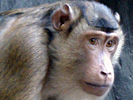 Aap 9