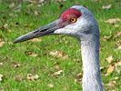 Kraanvogel-10