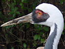 Kraanvogel-04