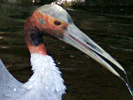 Kraanvogel-05