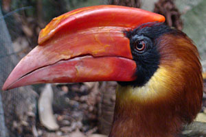 Neushoornvogel roodbruin
