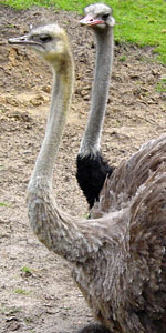 Struisvogel